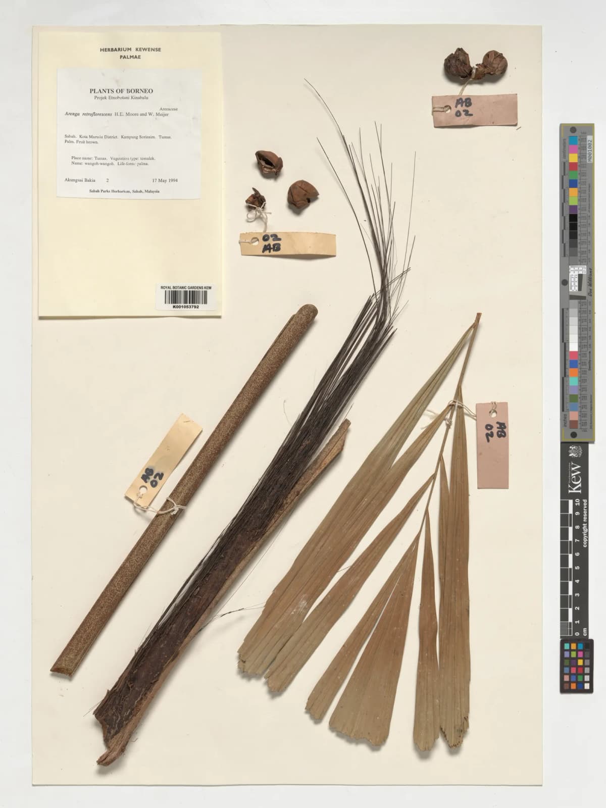 Botanical specimen of Arenga Retroflorescens.