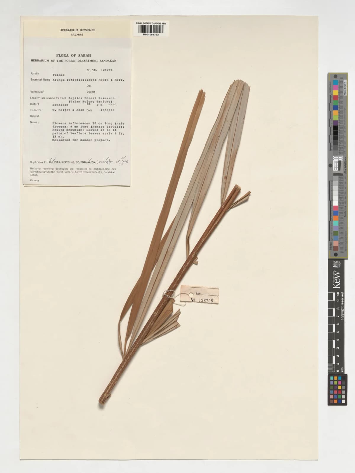 Botanical specimen of Arenga Retroflorescens.