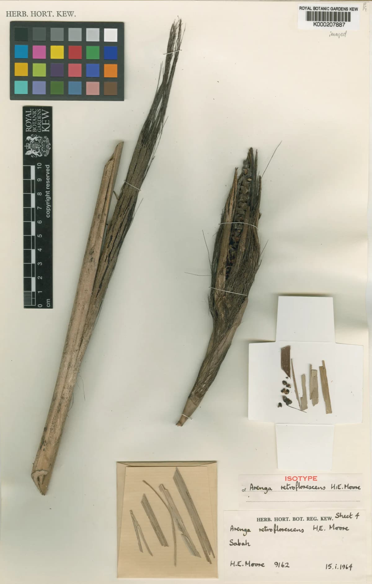 Botanical specimen of Arenga Retroflorescens.