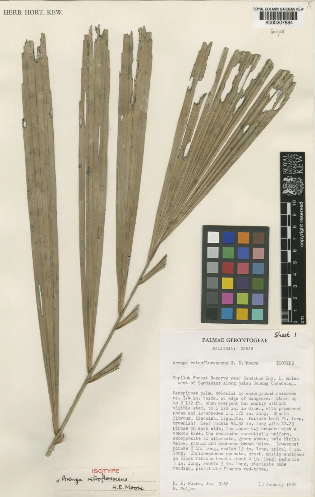 Botanical specimen of Arenga Retroflorescens.