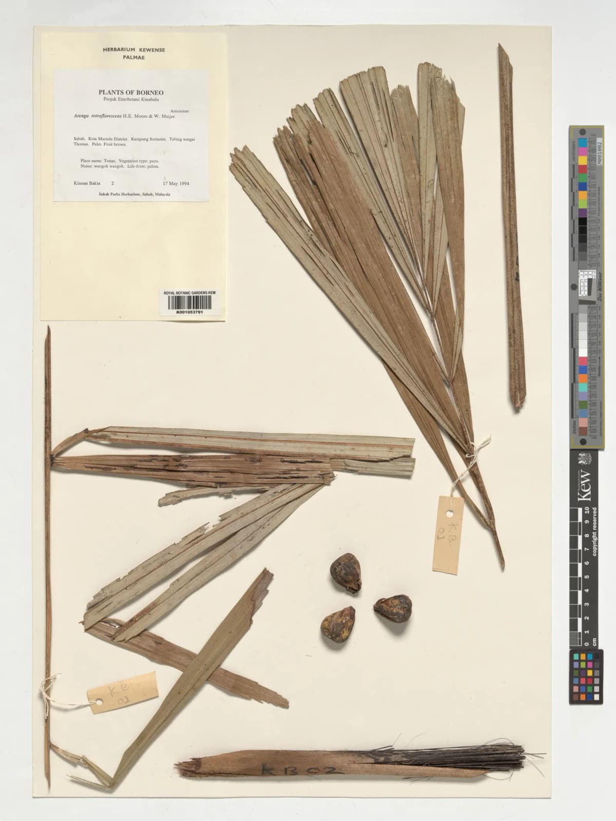 Botanical specimen of Arenga Retroflorescens.