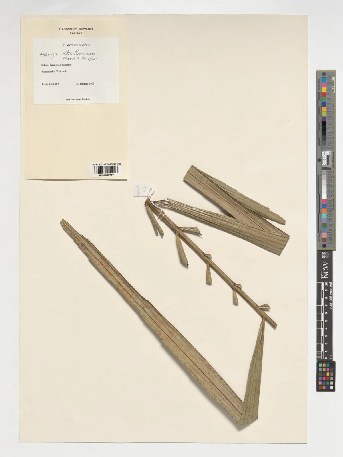 Botanical specimen of Arenga Retroflorescens.