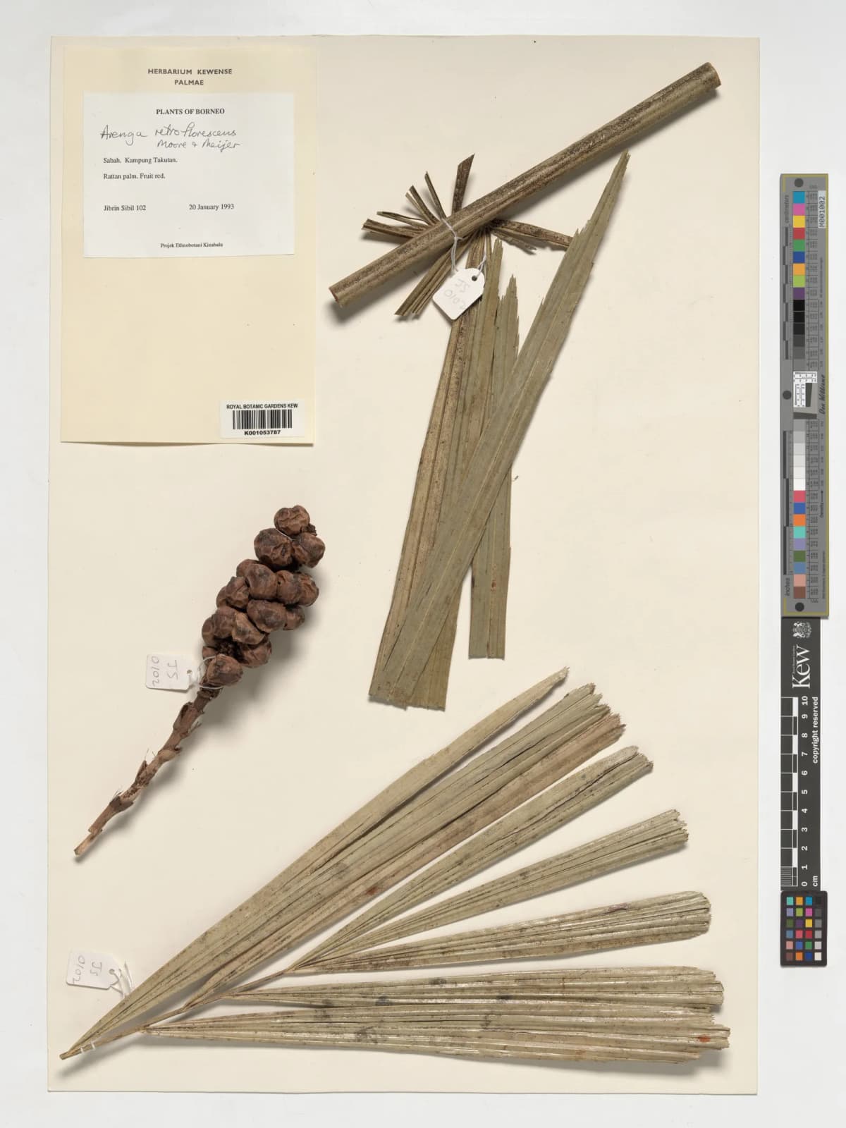 Botanical specimen of Arenga Retroflorescens.