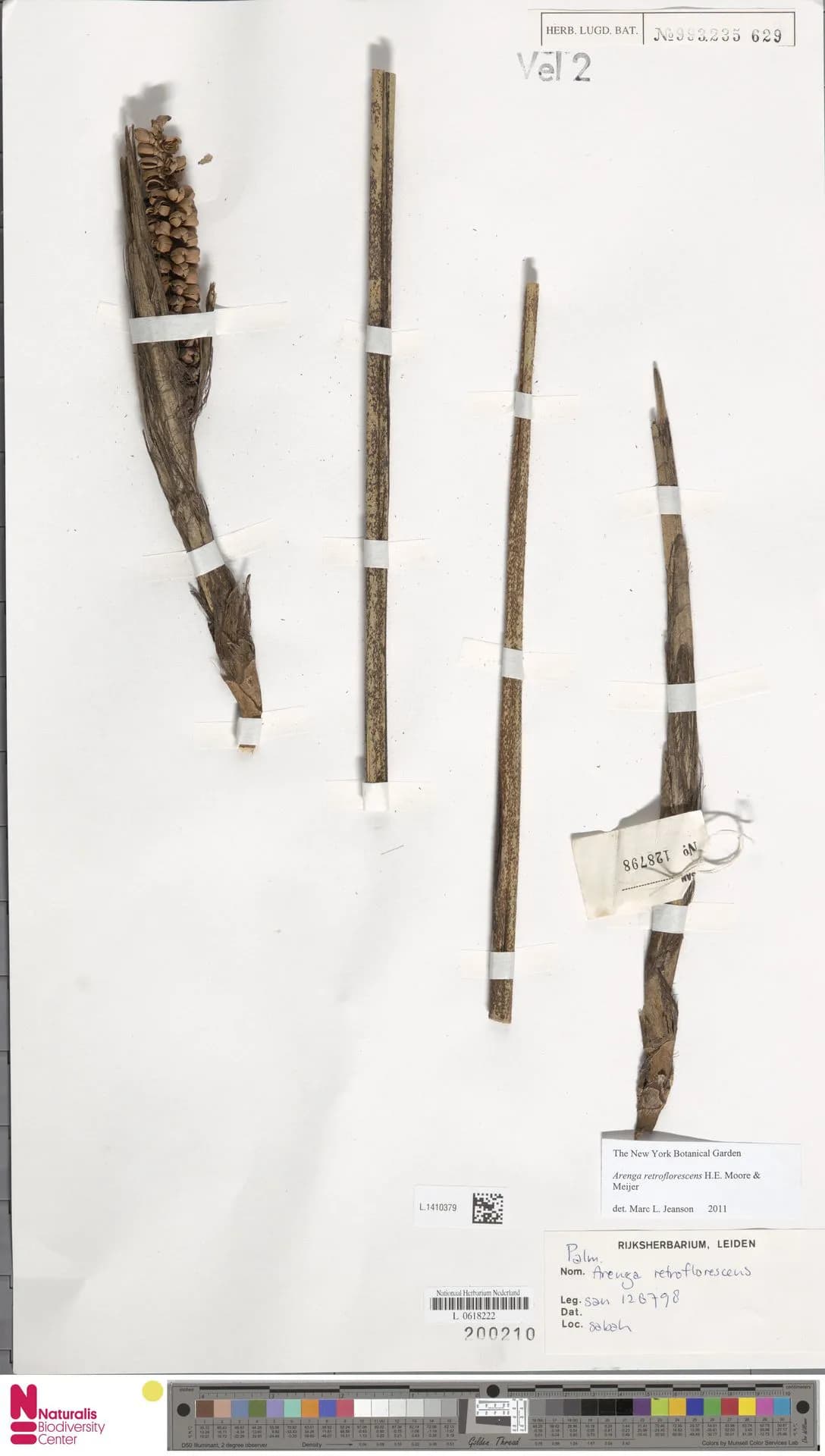 Botanical specimen of Arenga Retroflorescens.
