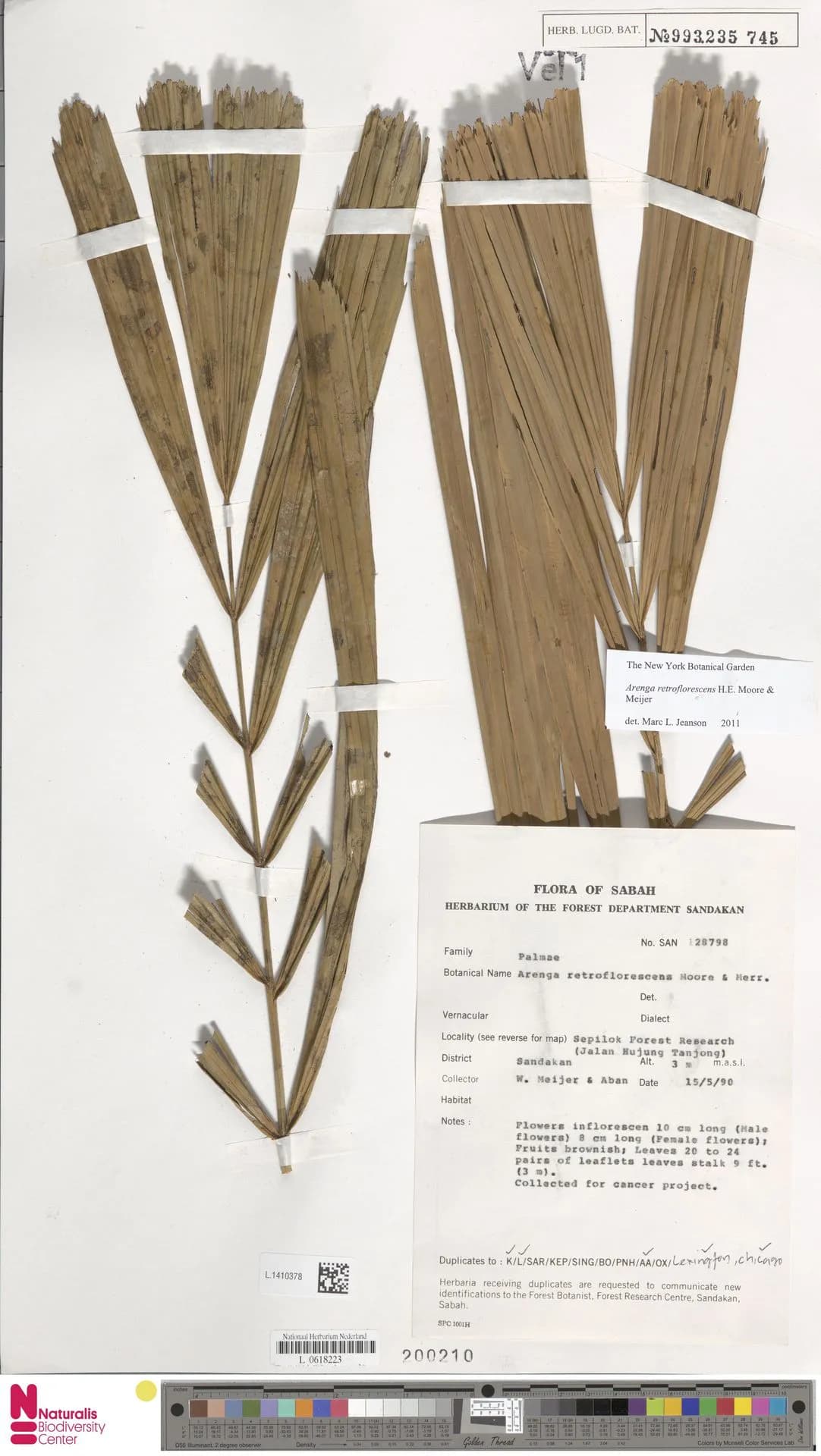 Botanical specimen of Arenga Retroflorescens.