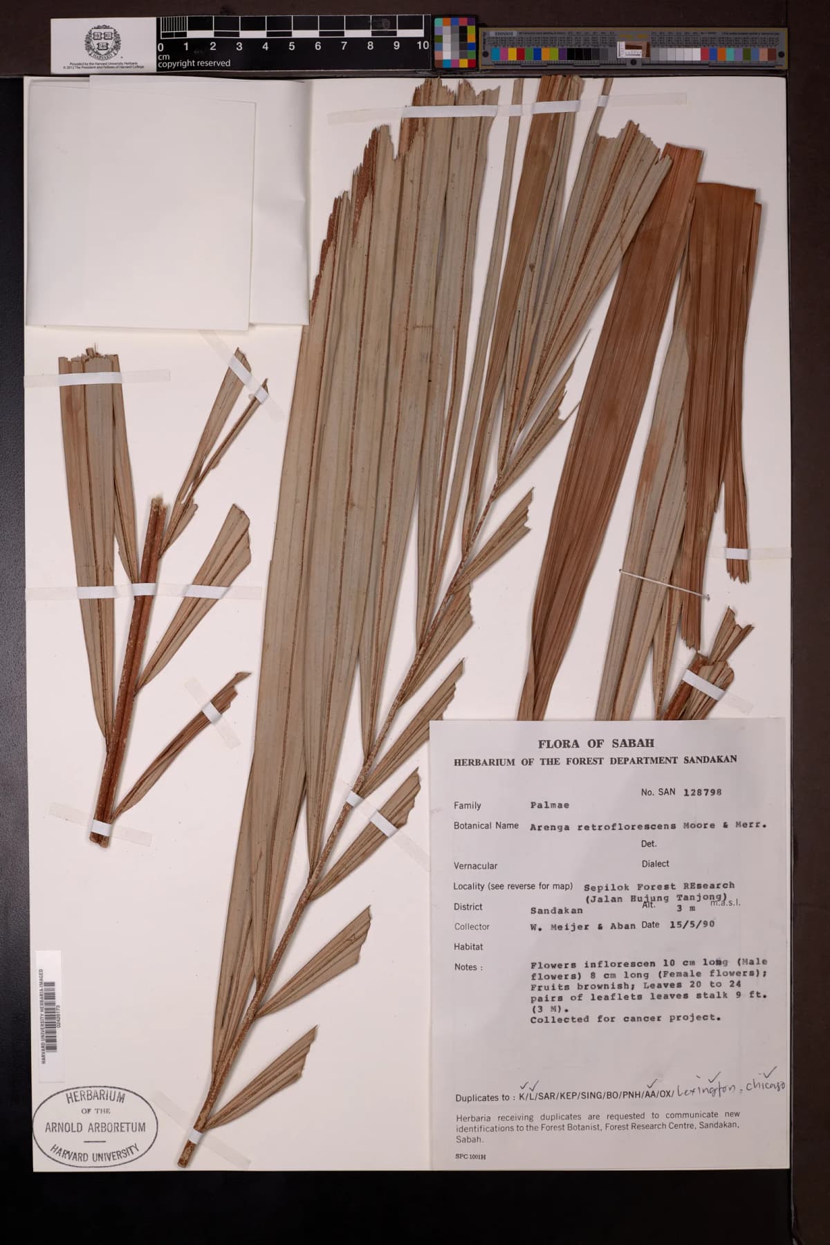 Botanical specimen of Arenga Retroflorescens.