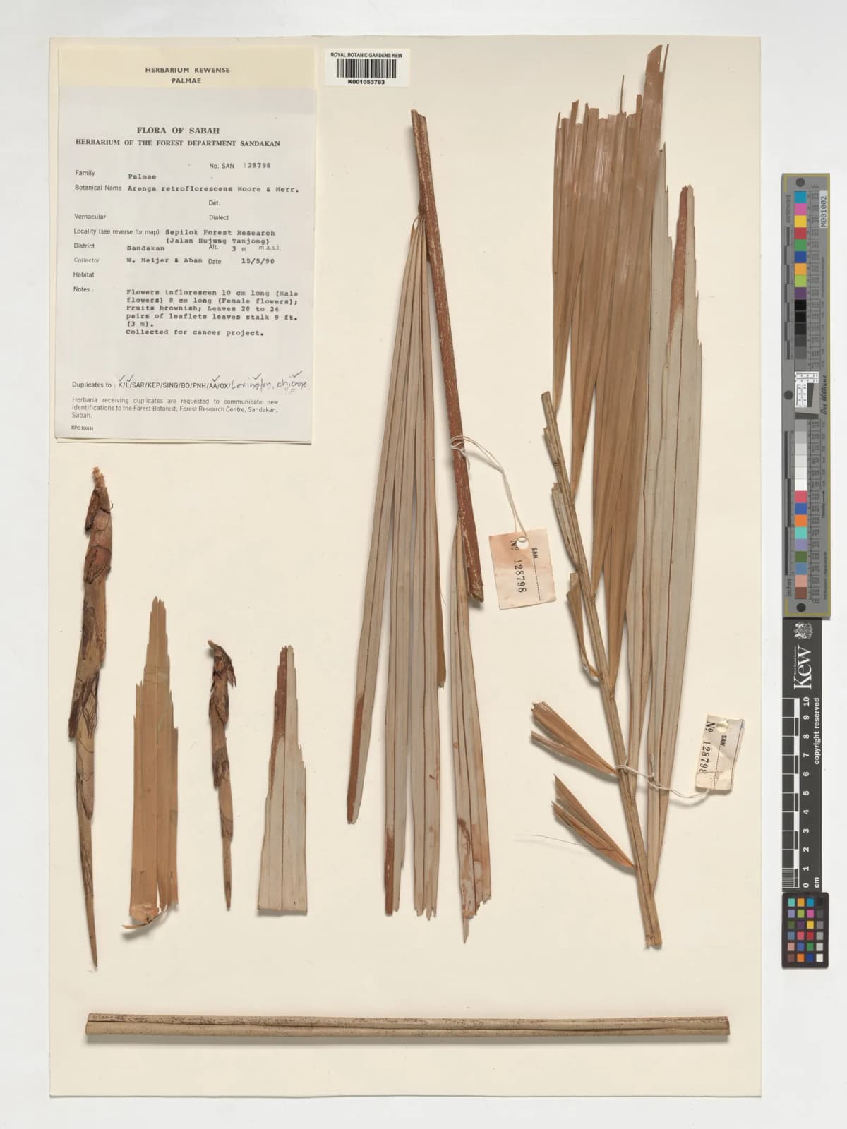Botanical specimen of Arenga Retroflorescens.