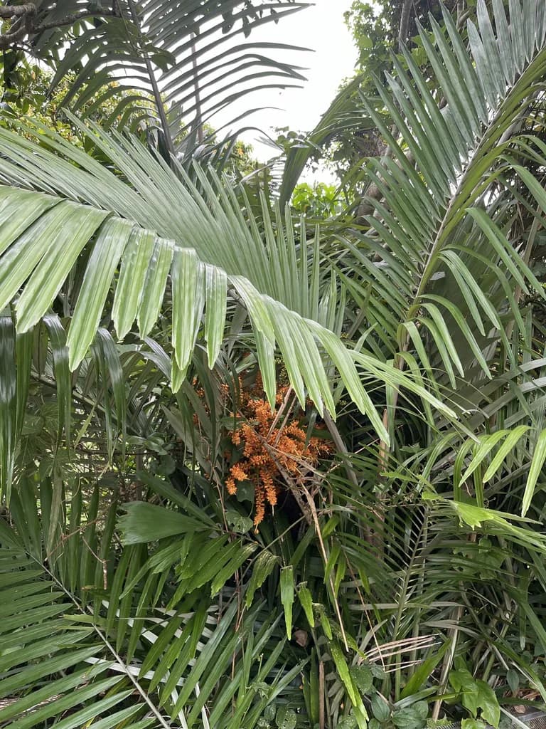 Botanical specimen of Arenga Ryukyuensis.