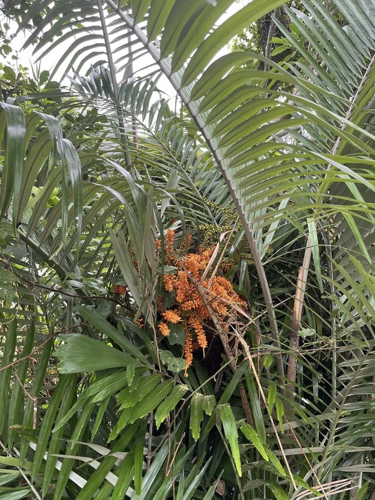 Botanical specimen of Arenga Ryukyuensis.