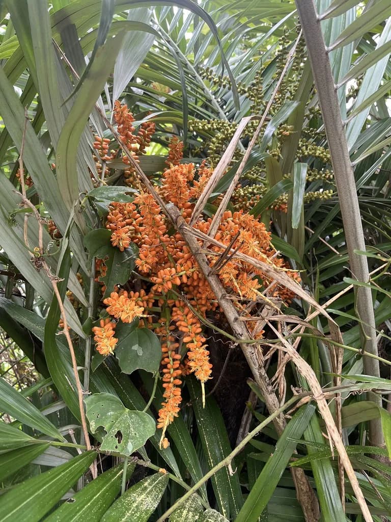 Botanical specimen of Arenga Ryukyuensis.