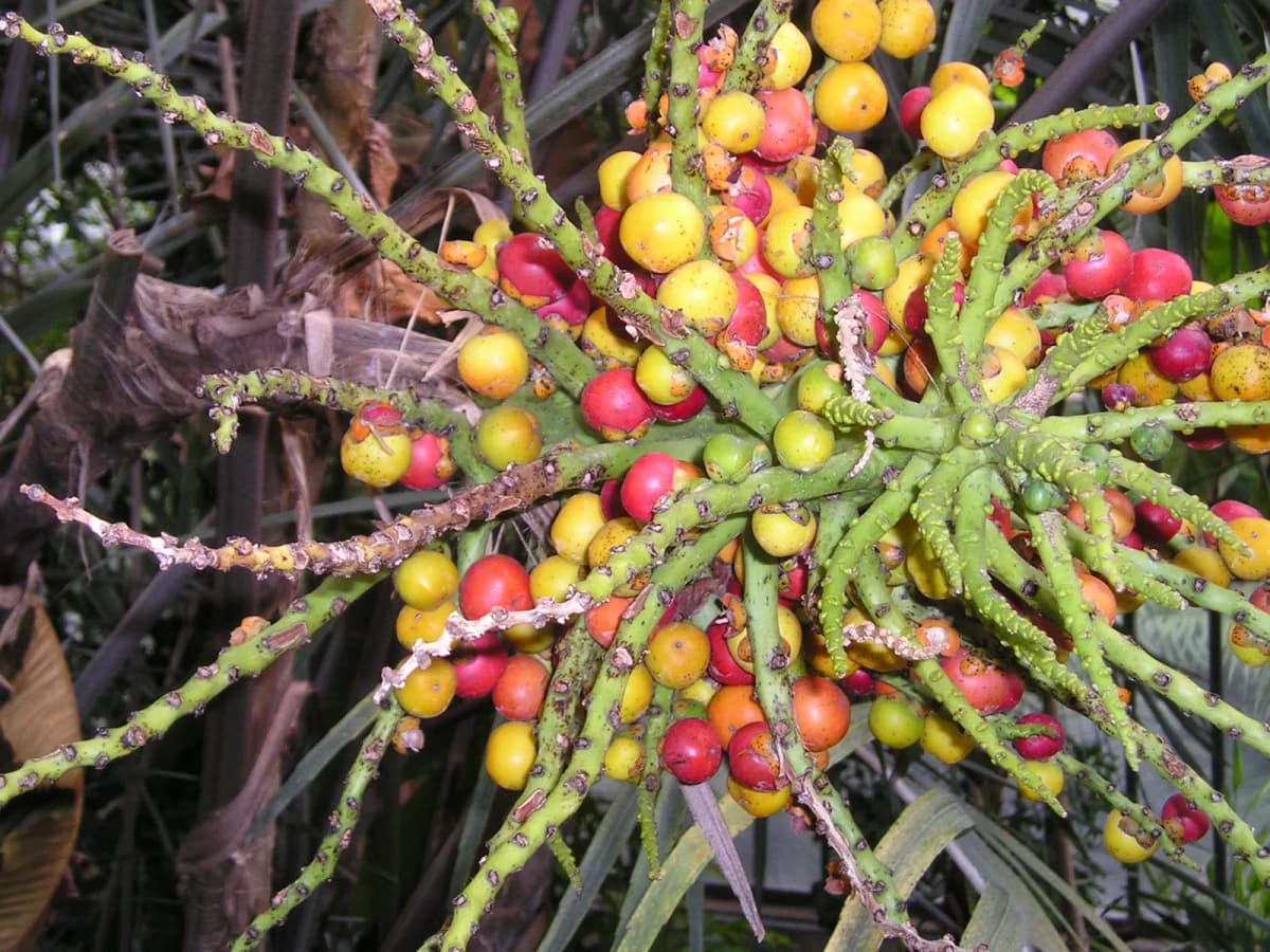 Botanical specimen of Arenga Tremula.
