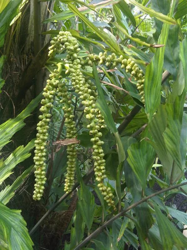 Botanical specimen of Arenga Undulatifolia.