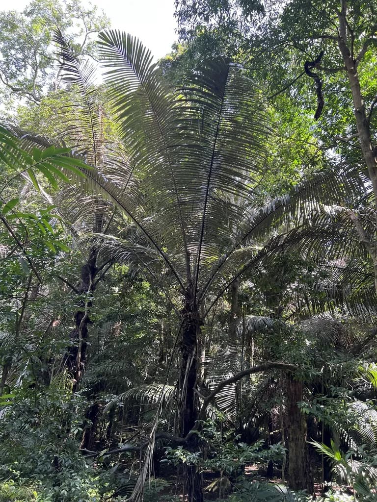Botanical specimen of Arenga Westerhoutii.