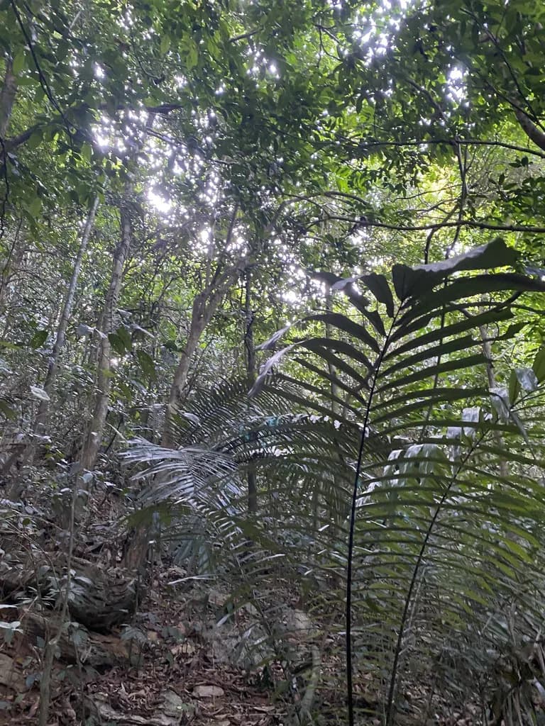 Botanical specimen of Arenga Westerhoutii.