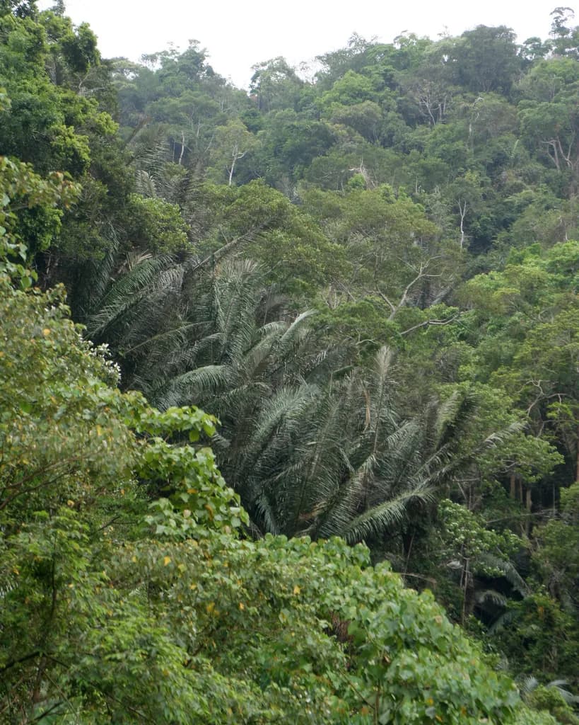 Botanical specimen of Arenga Westerhoutii.