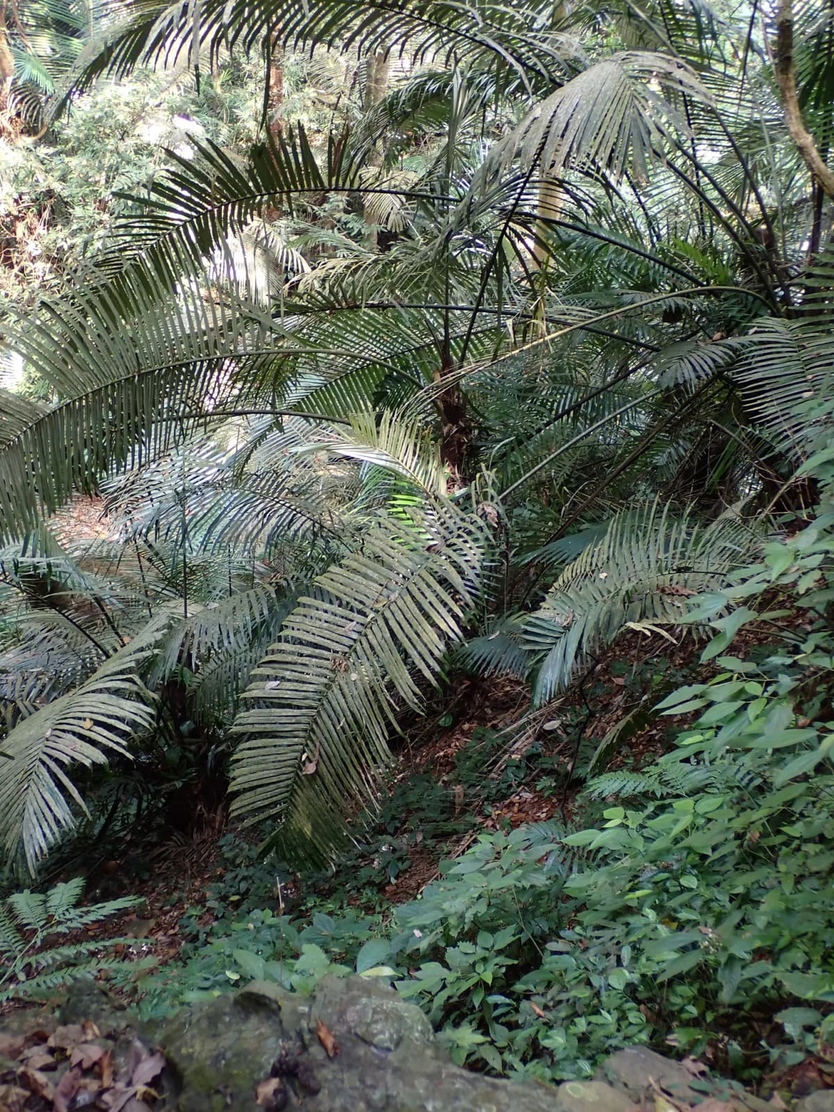 Botanical specimen of Arenga Wightii.