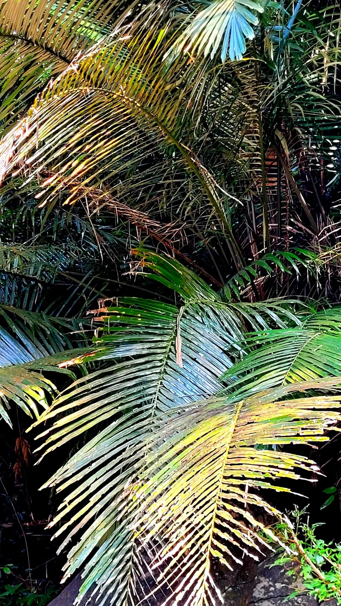 Botanical specimen of Arenga Wightii.