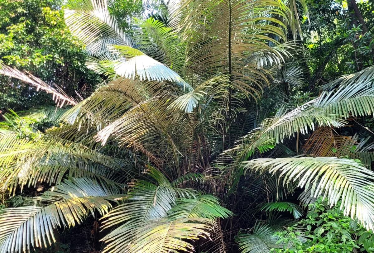 Botanical specimen of Arenga Wightii.