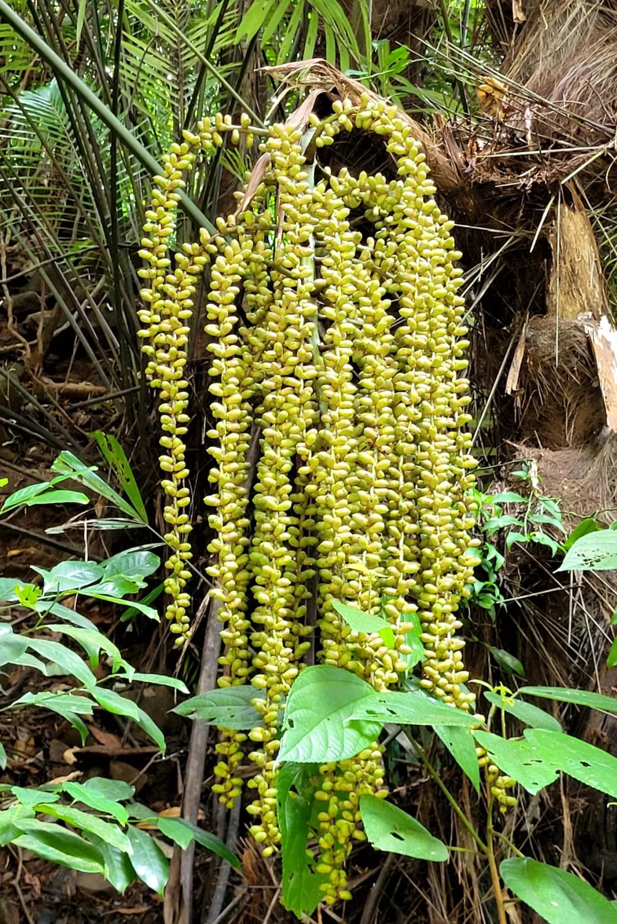 Botanical specimen of Arenga Wightii.