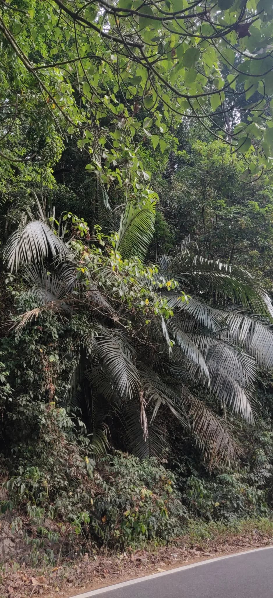 Botanical specimen of Arenga Wightii.