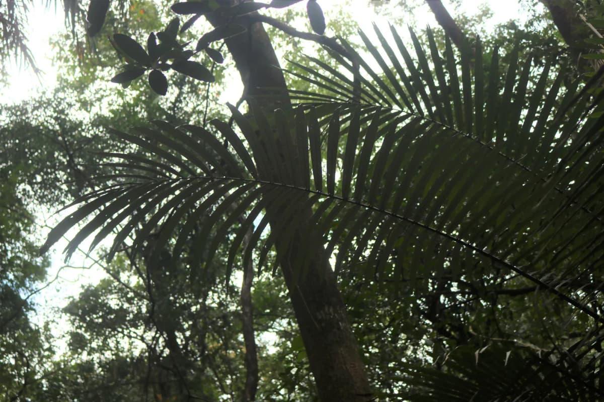 Botanical specimen of Arenga Wightii.