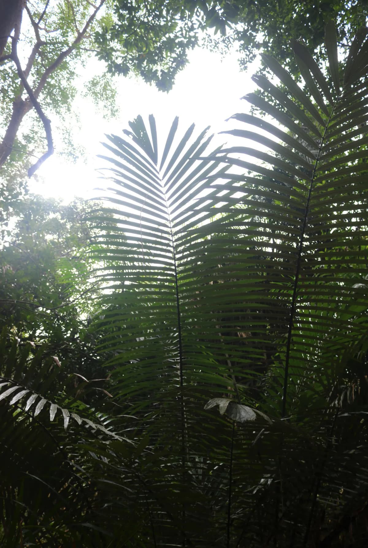 Botanical specimen of Arenga Wightii.