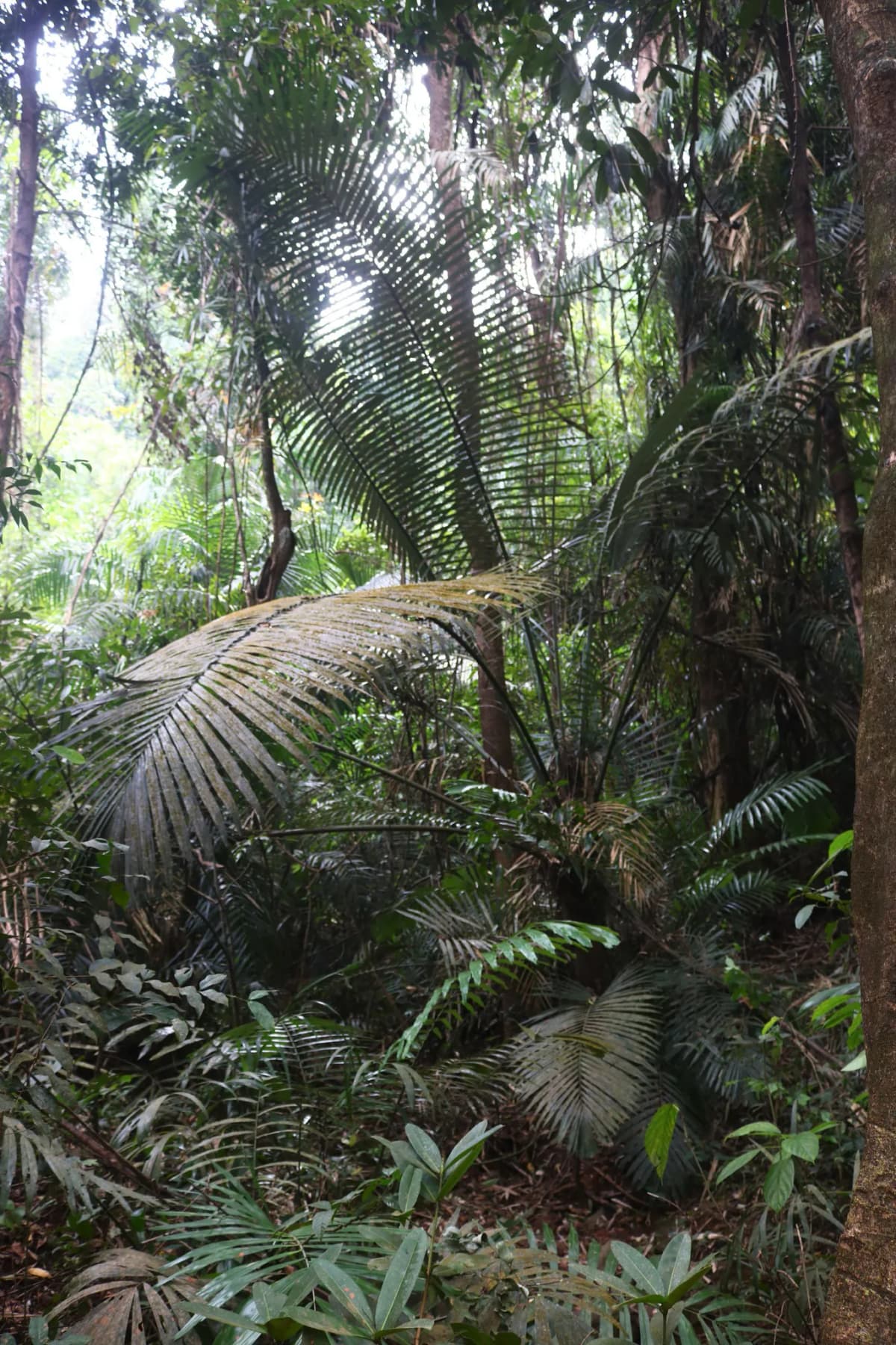 Botanical specimen of Arenga Wightii.