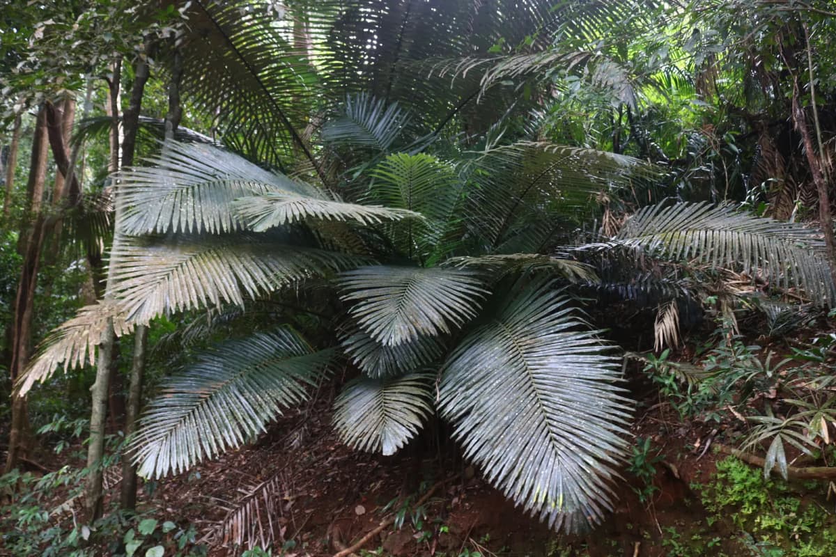 Botanical specimen of Arenga Wightii.