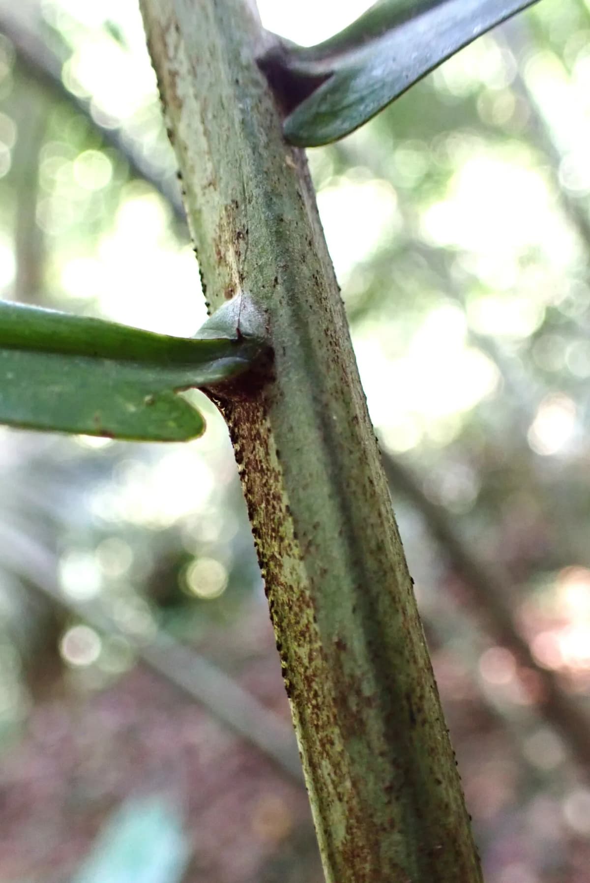 Botanical specimen of Arenga Wightii.