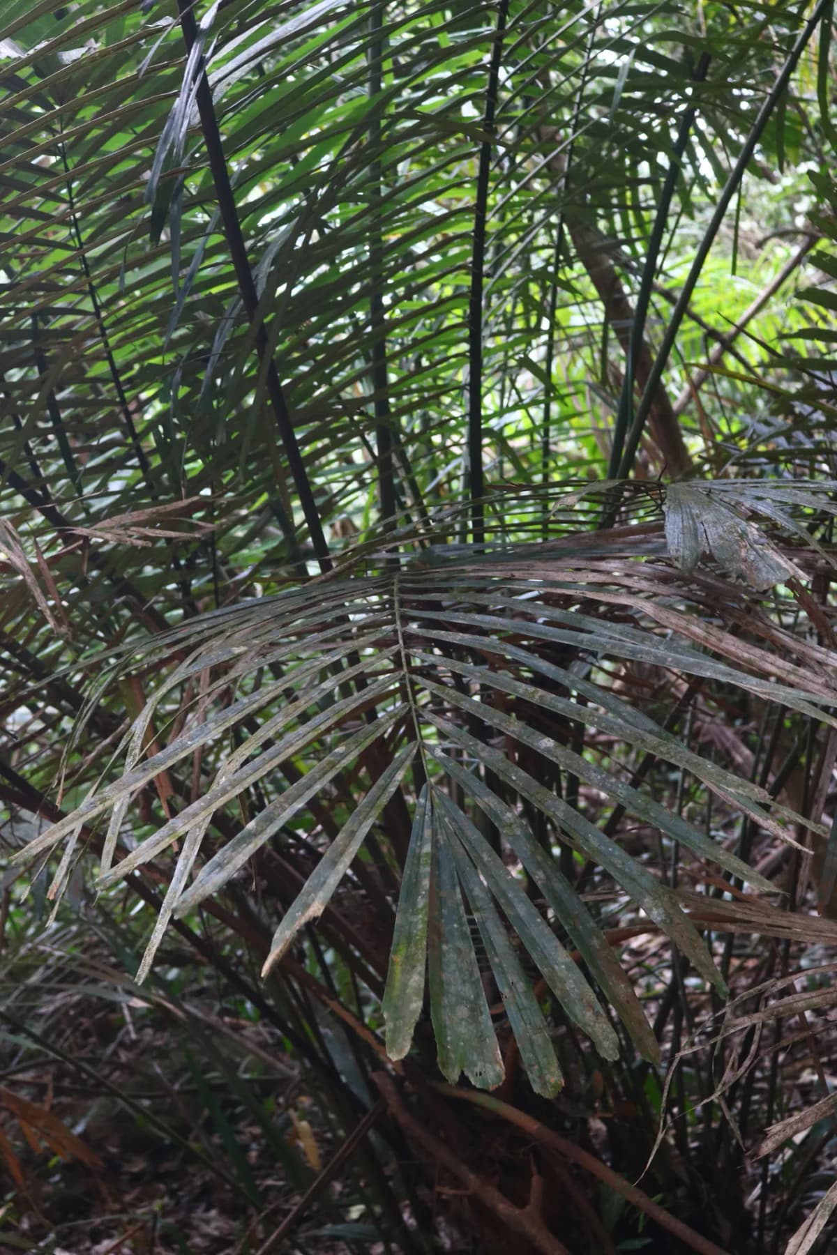 Botanical specimen of Arenga Wightii.