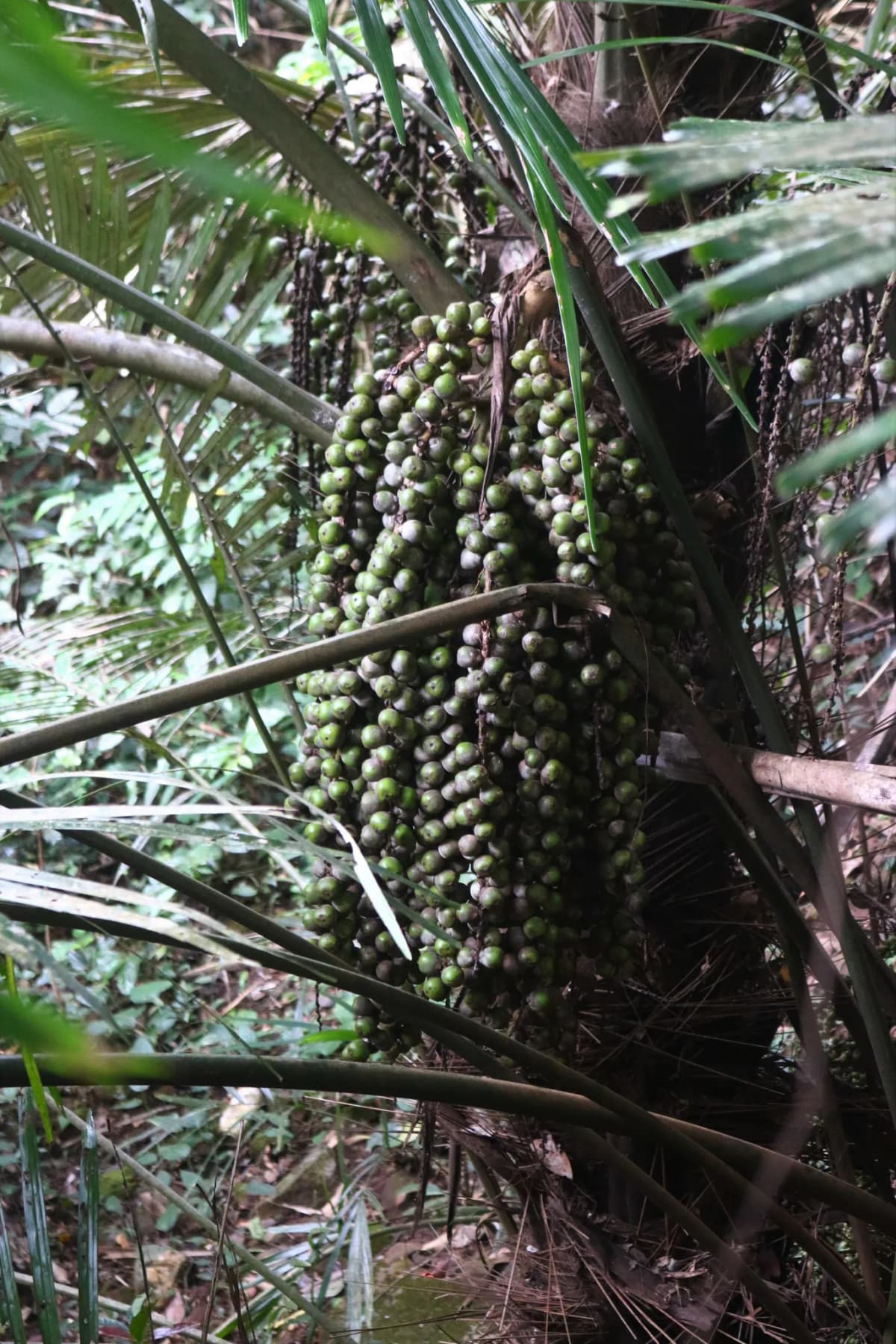 Botanical specimen of Arenga Wightii.