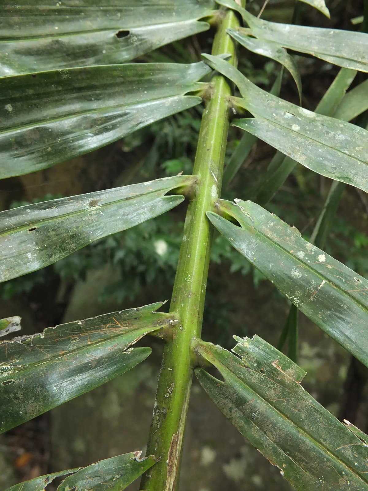 Botanical specimen of Arenga Wightii.