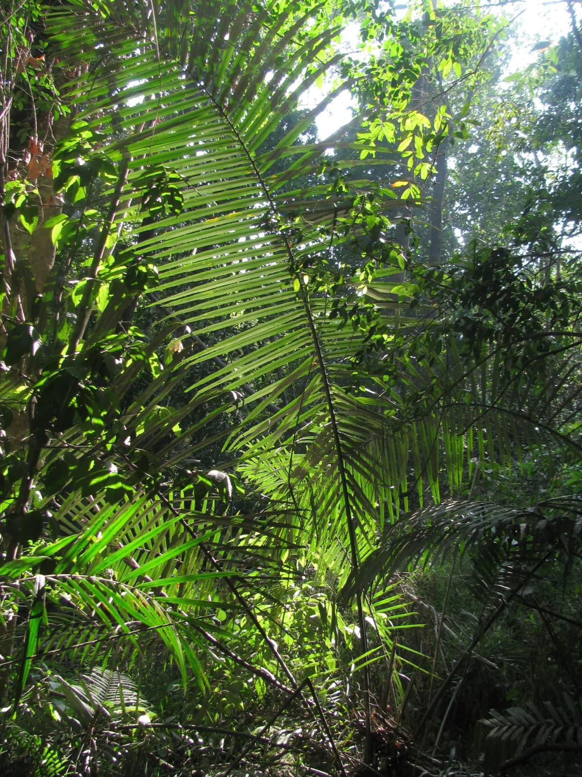 Botanical specimen of Arenga Wightii.