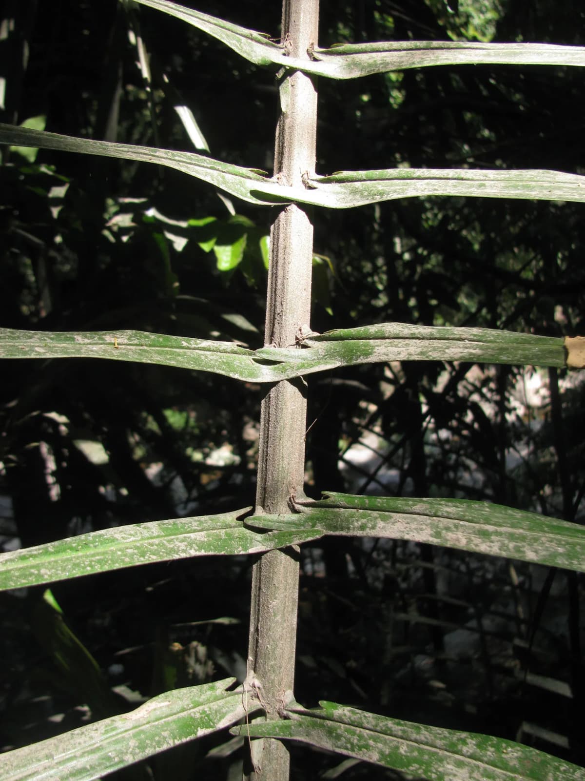 Botanical specimen of Arenga Wightii.