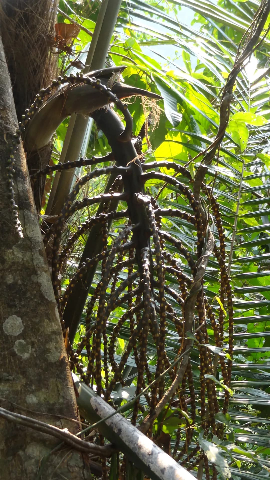 Botanical specimen of Arenga Wightii.
