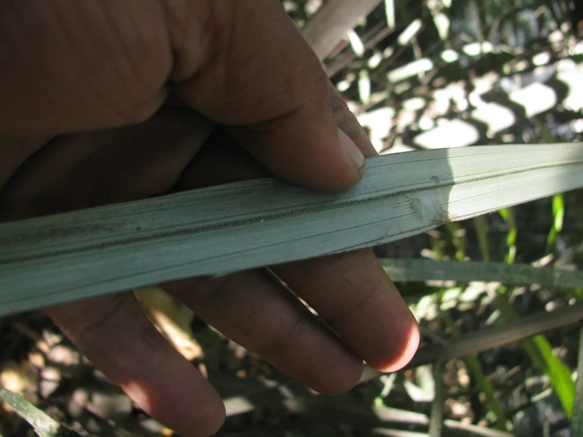 Botanical specimen of Arenga Wightii.