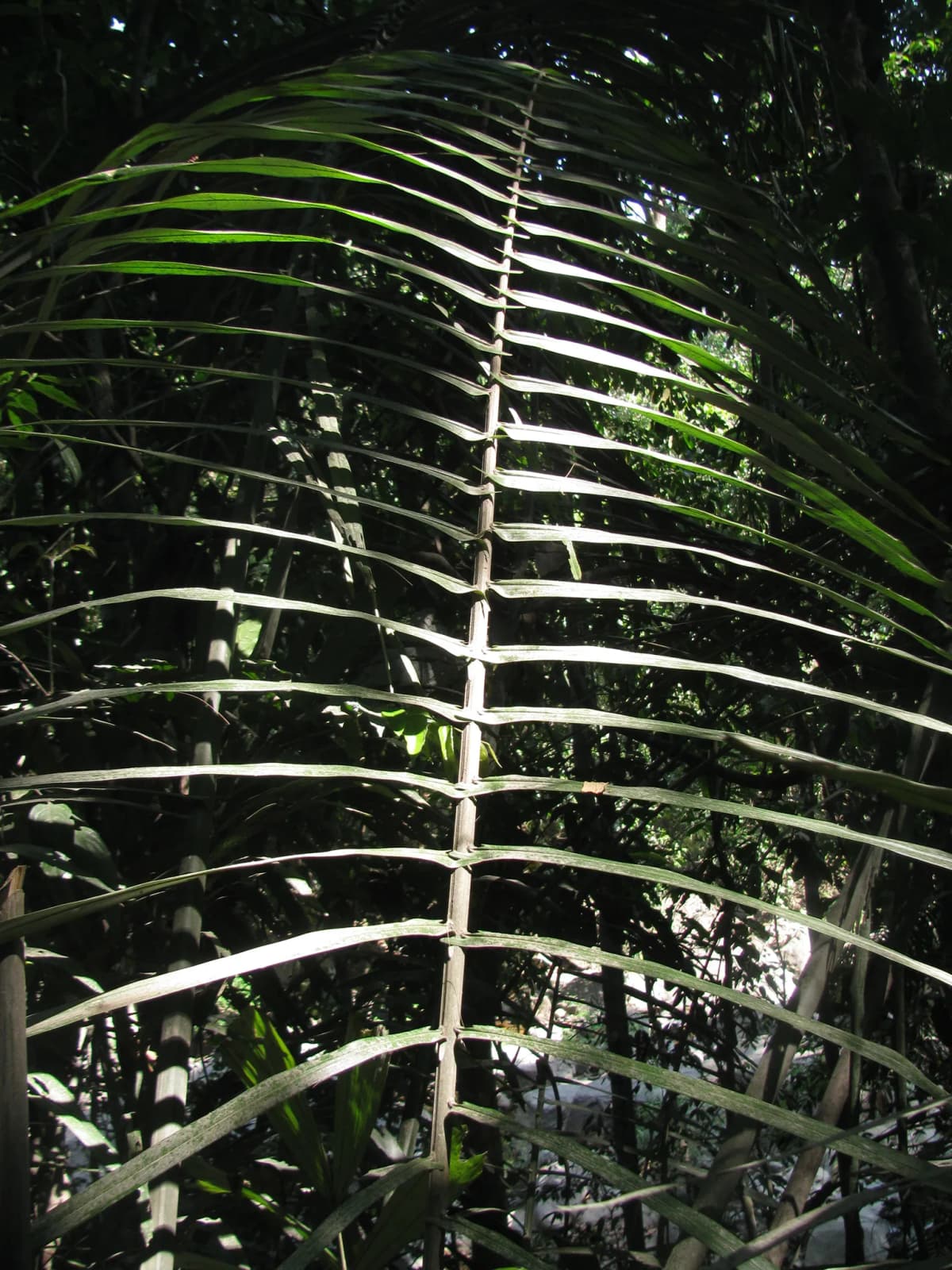 Botanical specimen of Arenga Wightii.