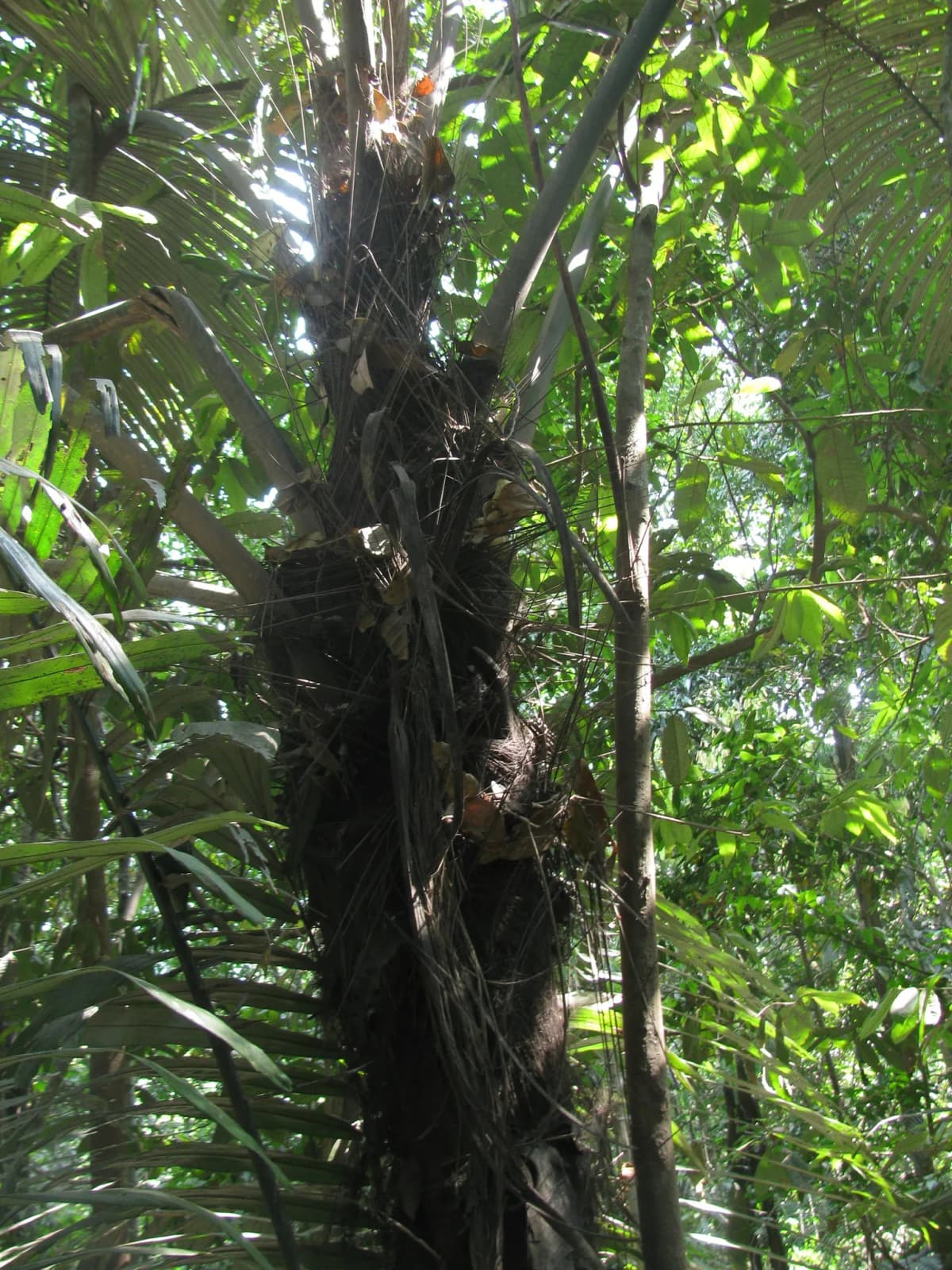 Botanical specimen of Arenga Wightii.