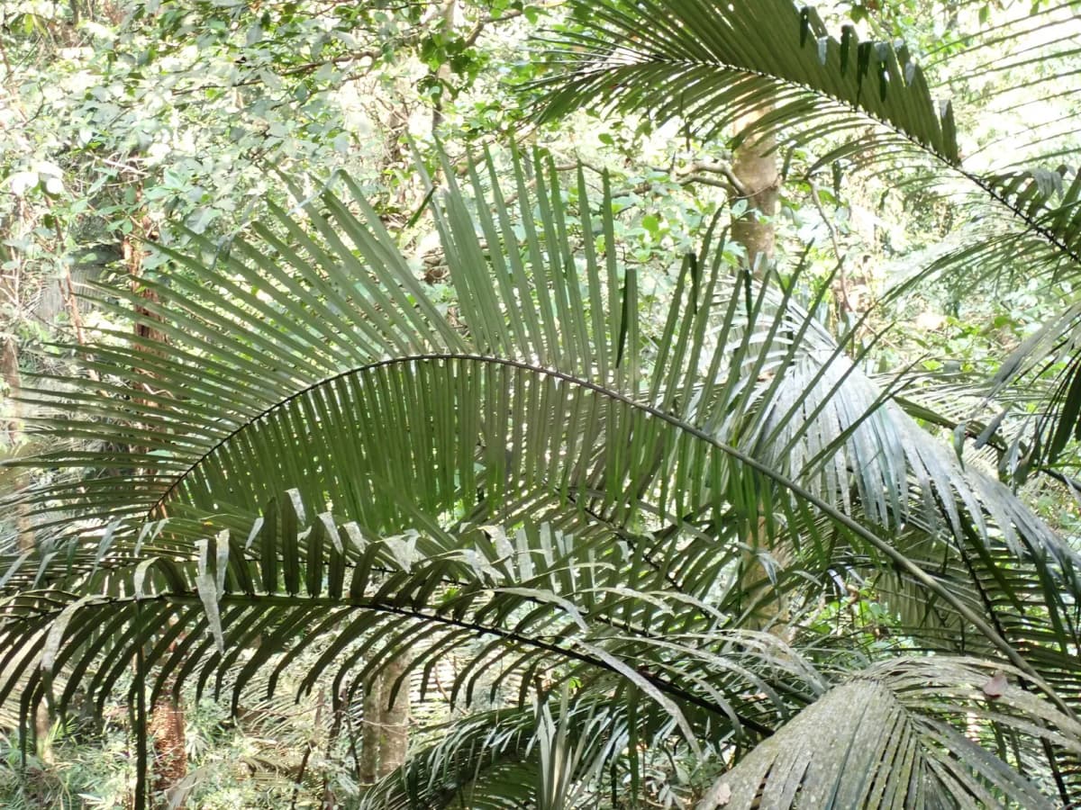 Botanical specimen of Arenga Wightii.