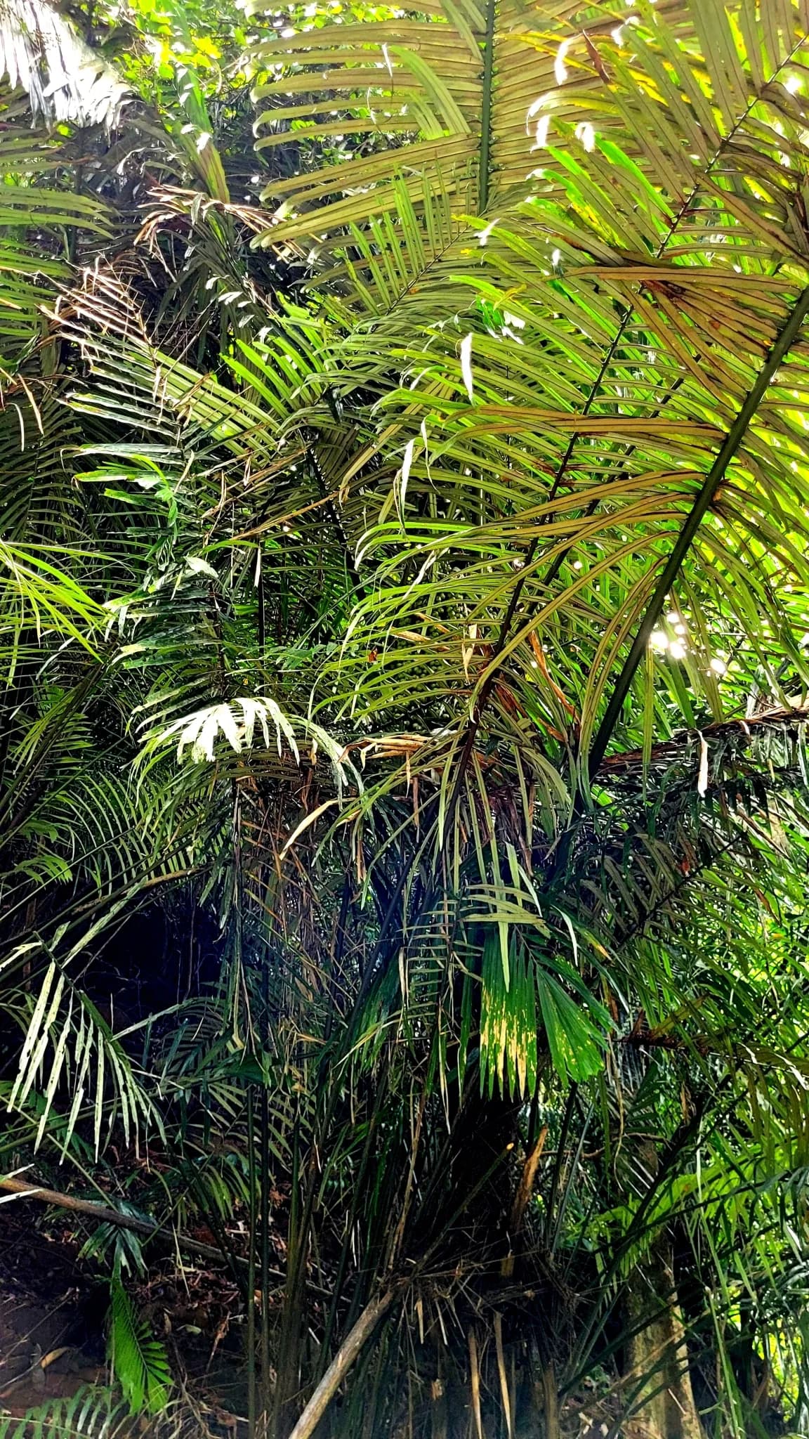 Botanical specimen of Arenga Wightii.