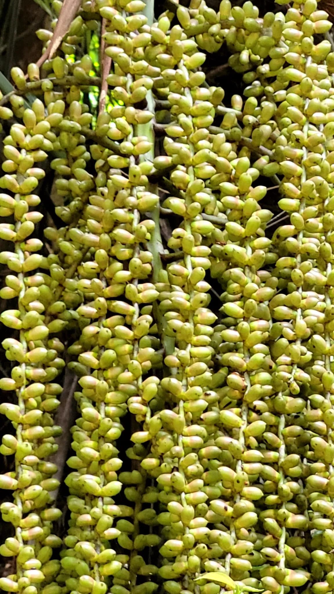 Botanical specimen of Arenga Wightii.