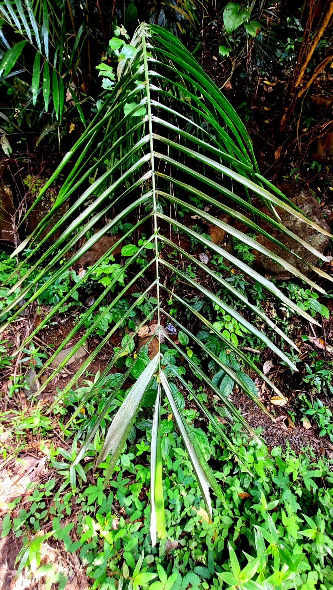 Botanical specimen of Arenga Wightii.