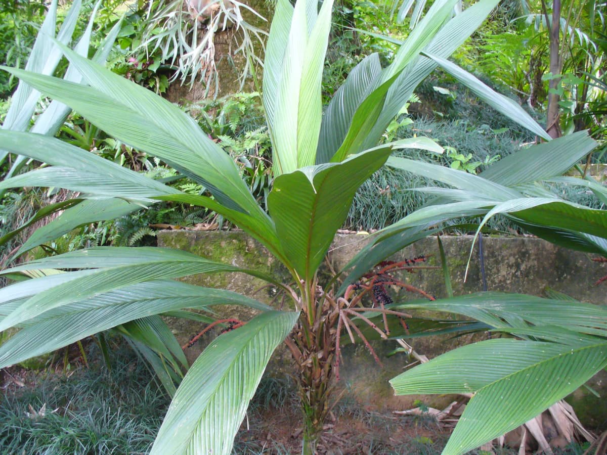 Botanical specimen of Asterogyne Martiana.