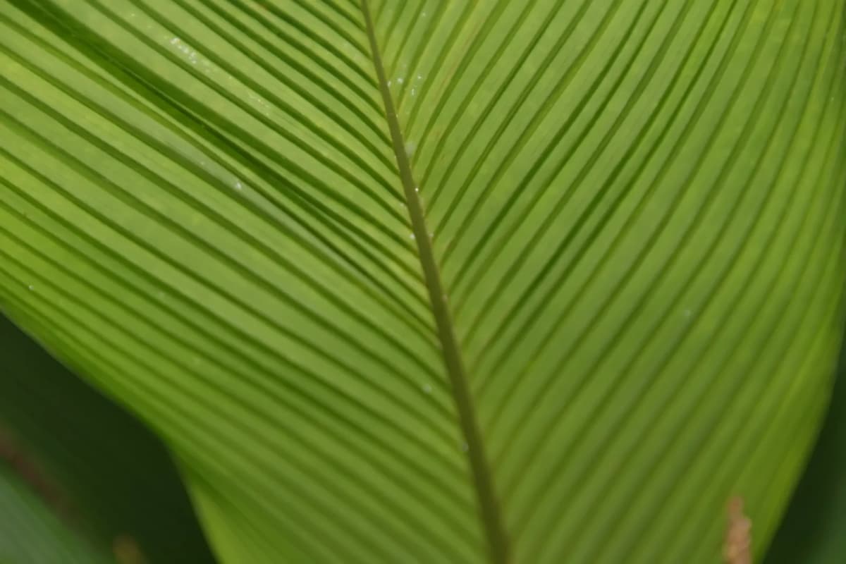 Botanical specimen of Asterogyne Martiana.