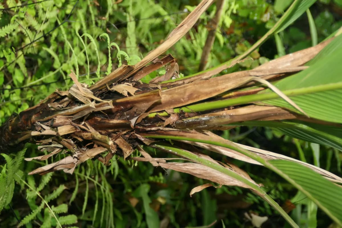 Botanical specimen of Asterogyne Martiana.