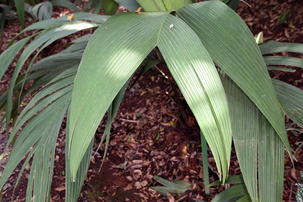 Botanical specimen of Asterogyne Martiana.