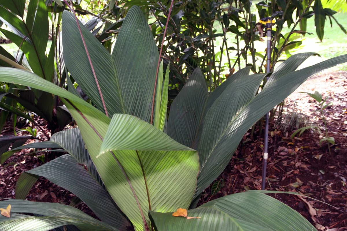 Botanical specimen of Asterogyne Martiana.