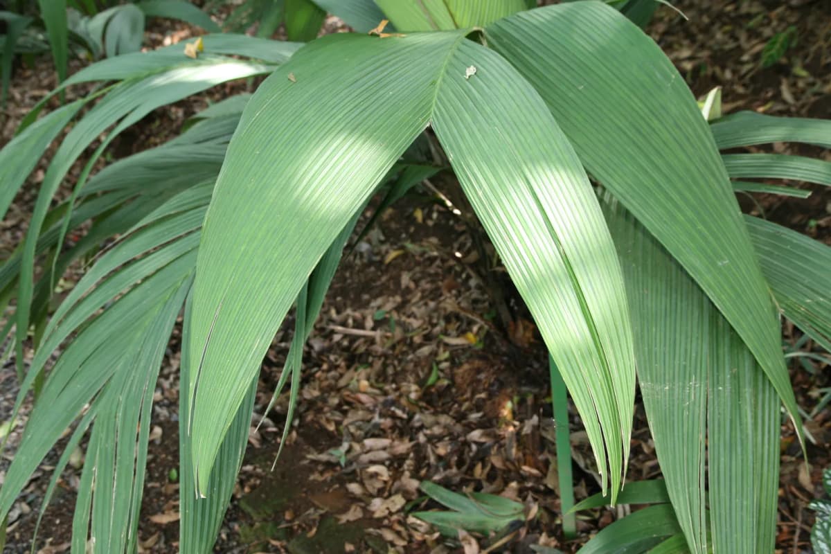 Botanical specimen of Asterogyne Martiana.