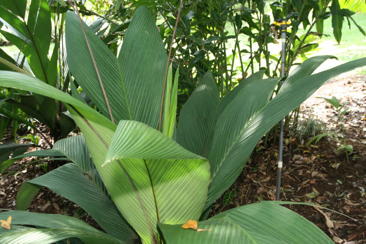 Botanical specimen of Asterogyne Martiana.