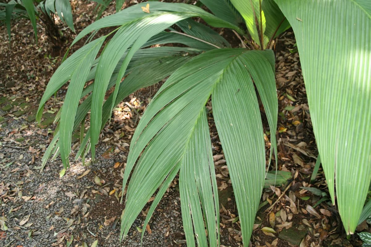 Botanical specimen of Asterogyne Martiana.